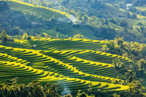 hoang-su-phi-riziere-en-terrasse-vietnam